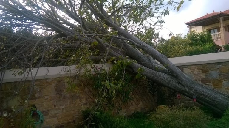 Χανιά: Σοβαρός τραυματισμός 39χρονης από πτώση κλαδιού