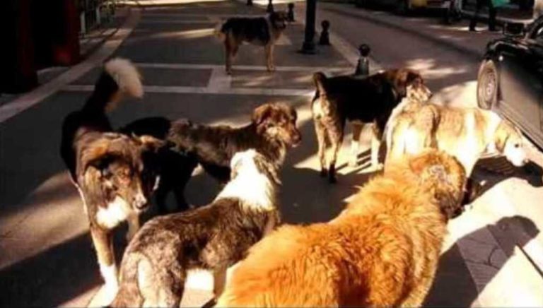 Εορδαία: Καταγραφή δεσποζόμενων και αδέσποτων σκύλων 