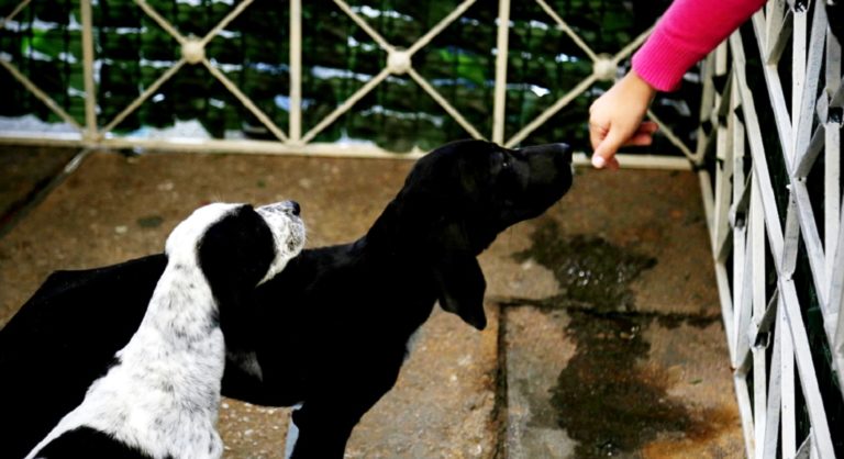 Εγκρίθηκε κονδύλι για τους ΟΤΑ για ενίσχυση καταφυγίων για αδέσποτα ζώα