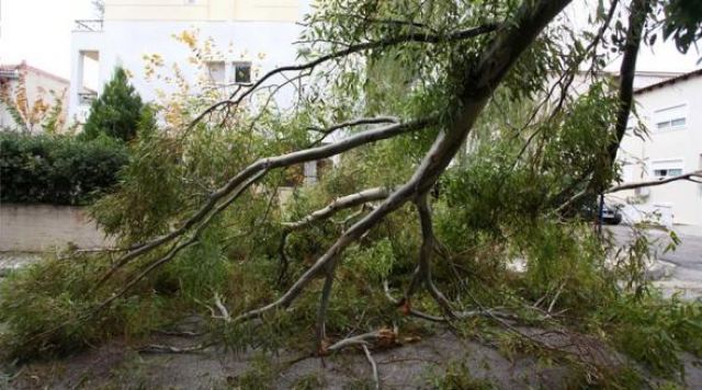 Καλαμάτα: Πτώσεις δέντρων από τον αέρα