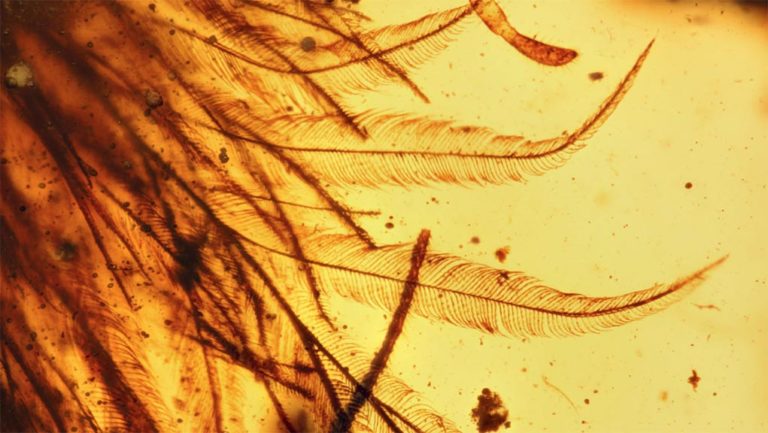 Ανακάλυψη σπάνιου δείγματος φτερωτής ουράς δεινοσαύρου σε ήλεκτρο