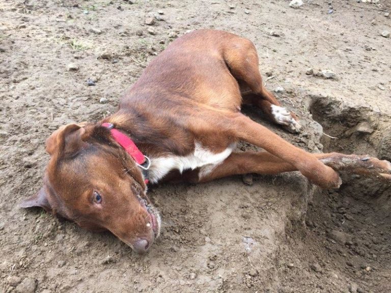 Λέσβος: Φρίκη στη Σκάλα Ερεσού. Σκότωσαν με φόλα πάνω από 10 σκυλιά