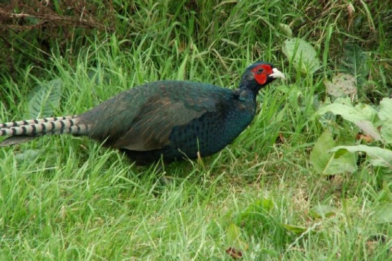 Πύργος:Επαναλειτουργία του εκτροφείου Κυνηγετικού Συλλόγου Αμαλιάδας