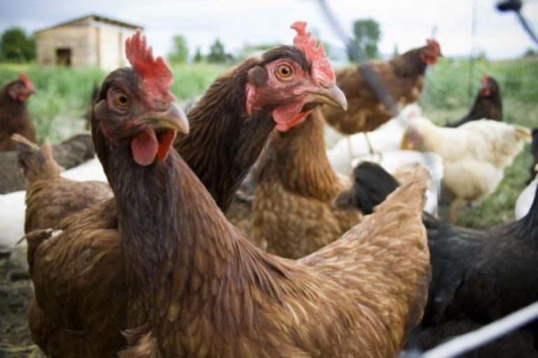 Μέτρα προστασίας στην ΠΑΜΘ για τη γρίπη των πτηνών