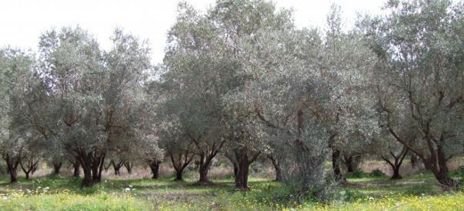Καλαμάτα: Επιστολή δημάρχου στον Υπουργό Αγροτικής Ανάπτυξης