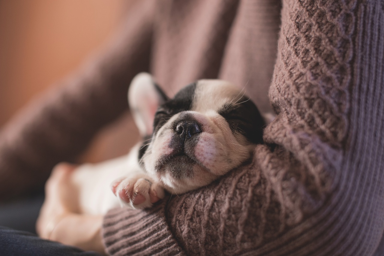 pets-2