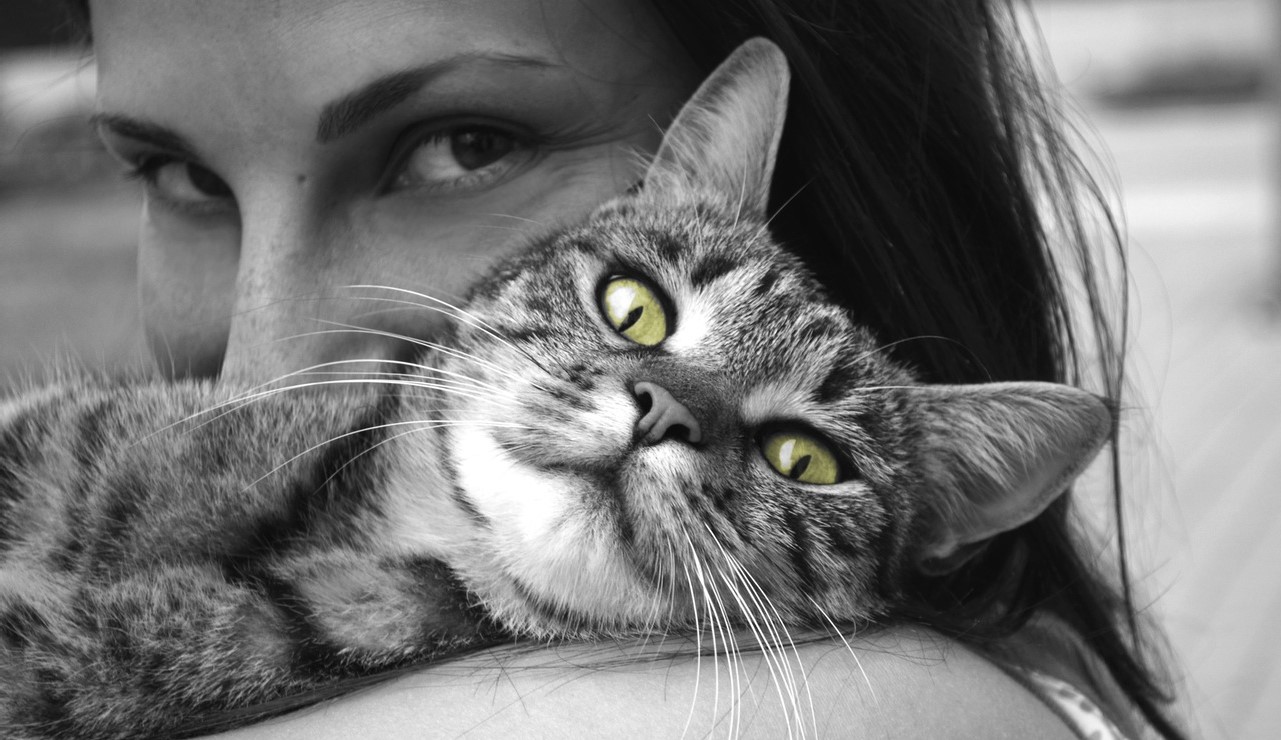 pets