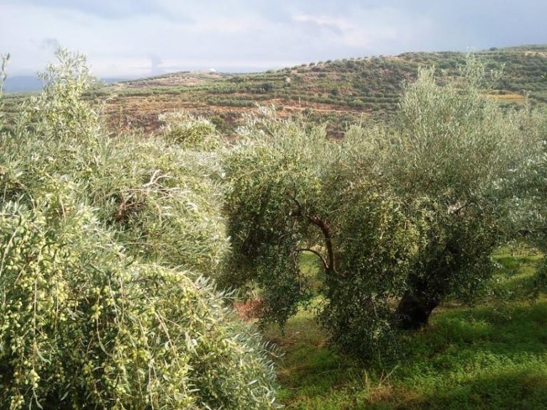 Ελαιοκαλλιέργεια: Υπάρχει μέλλον, αλλά ….