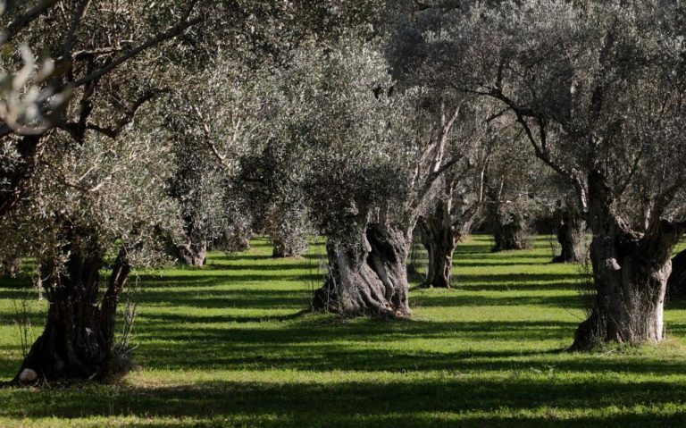 Ενημέρωση αγροτών για τις καμένες εκτάσεις