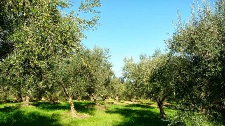 Σέρρες: Έκλεβαν μεγάλες  ποσότητες καρπών ελιάς και τις  μεταποιούσαν σε λάδι δύο αδέλφια από την Αλβανία