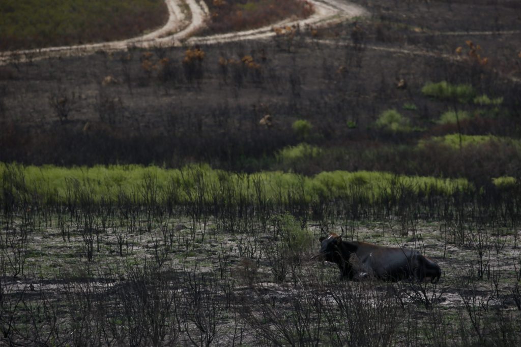 Καταστροφικές πυρκαγιές στη Χιλή με έξι νεκρούς και 1,9 εκατ. στρέμματα στάχτη