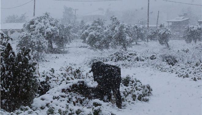 ΕΡΤ Χανίων – Απ. Βουλγαράκης: Προσοχή στον παγετό – “Όχι” στις άσκοπες μετακινήσεις (audio)