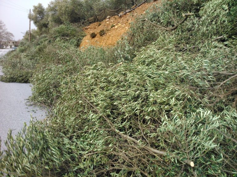 Δήμο Πλατανιά: Αιτήσεις ζημιών από παγετό στον ΕΛΓΑ