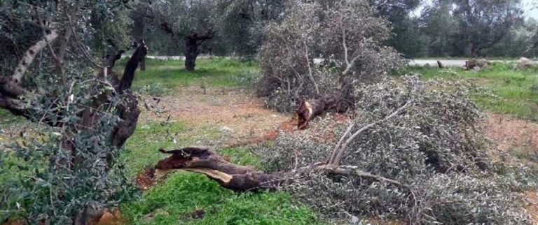 Καθαρισμός δένδρων από κλαδιά στον Δήμο Πλατανιά