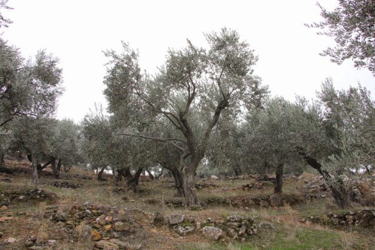 Χανιά: Ποιοι αγρότες είναι υποχρεωμένοι να τηρούν λογιστικά βιβλία από εφέτος (audio)