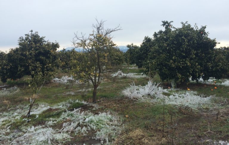 Αγρίνιο: Ζημιές από τον παγετό στις καλλιέργειες