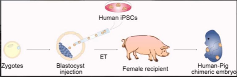Δημιουργήθηκε η πρώτη χίμαιρα ανθρώπου-χοίρου (video)