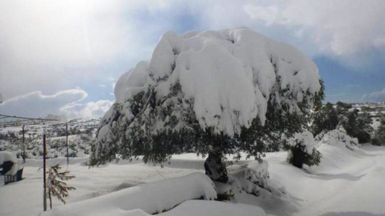 Έσπασαν τα ελαιόδεντρα
