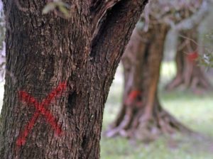 elia_molysmeni_xylella_0