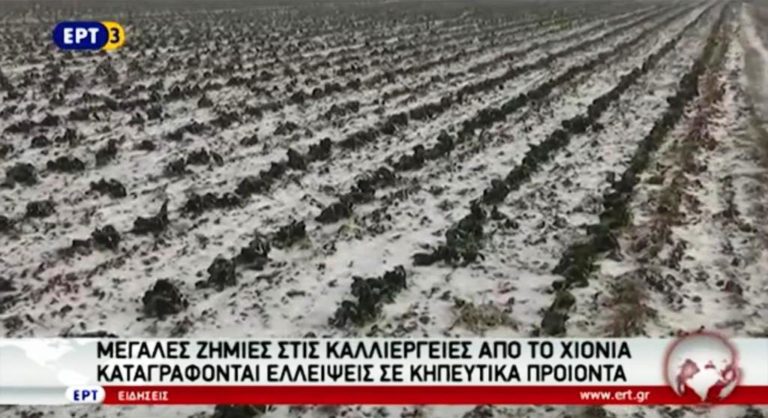 Zημιές στις καλλιέργειες από τον χιονιά – Καταγράφονται ελλείψεις σε κηπευτικά (video)