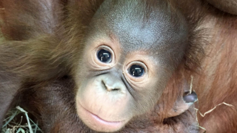 Αυτά τα νεογέννητα, έβαλαν το twitter σε έναν ιδιαίτερο διαγωνισμό!