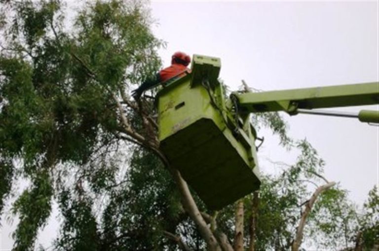 Χανιά: Κλάδεμα δέντρων στην οδό Κυδωνίας