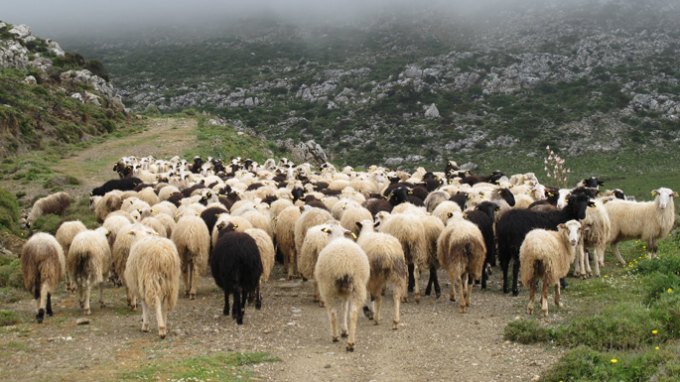 Πότε θα πληρωθούν οι κτηνοτρόφοι από τον ΕΛΓΑ για τις ζημιές του χιονιά