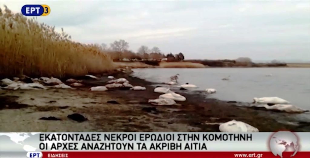 Δεκάδες νεκρά πουλιά στη Ροδόπη (video)