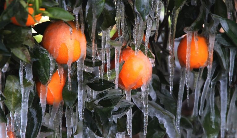 Σε εξέλιξη οι εκτιμήσεις ΕΛΓΑ για ζημιές από παγετό στα πορτοκάλια