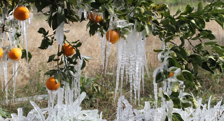 Μέτρα για τον παγετό στα εσπεριδοειδή