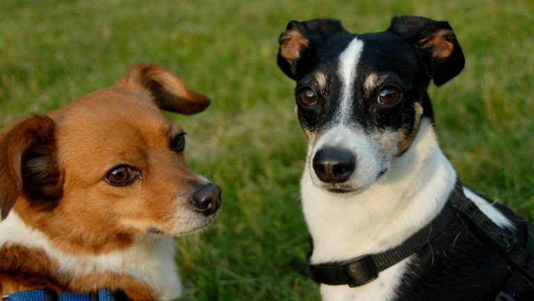 Δύο δημοτικά πάρκα σκύλων δημιουργεί ο Δήμος Ιλίου