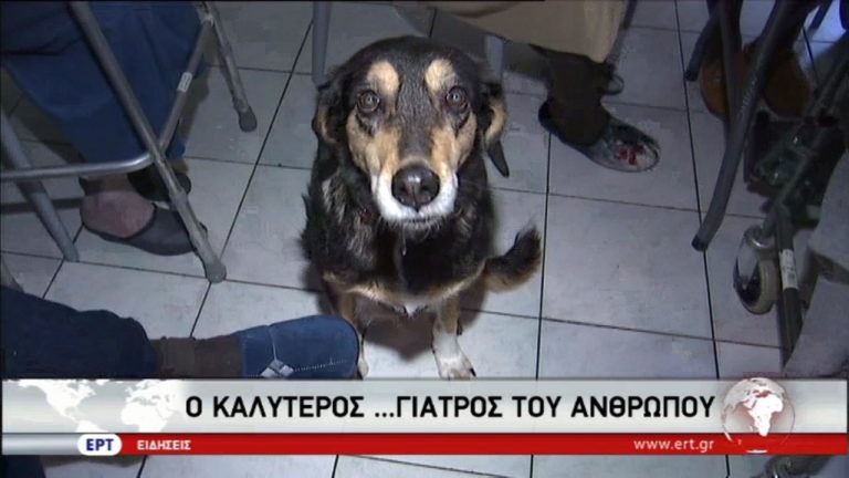 Εναλλακτική θεραπεία με την βοήθεια των ζώων (video)