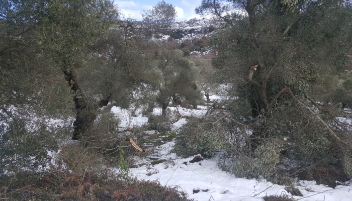 Ρέθυμνο: Δηλώσεις ζημιών από τους αγρότες στον ΕΛΓΑ
