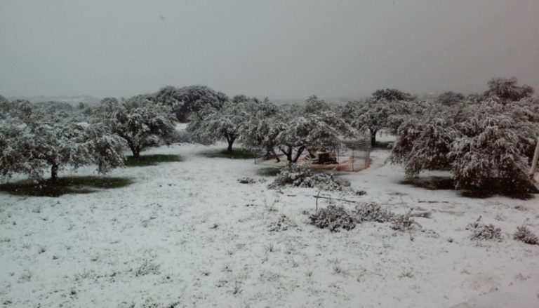 Ζημιές σε καλλιέργειες και ζωικό κεφάλαιο