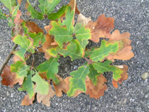 xylella1