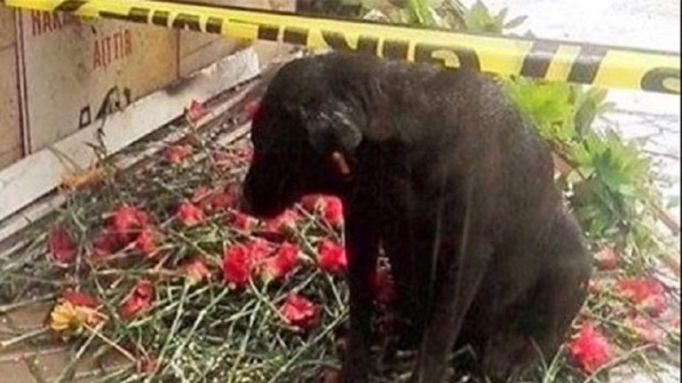 Ο Χάτσικο της Σμύρνης περιμένει μάταια τον αστυνομικό φίλο του