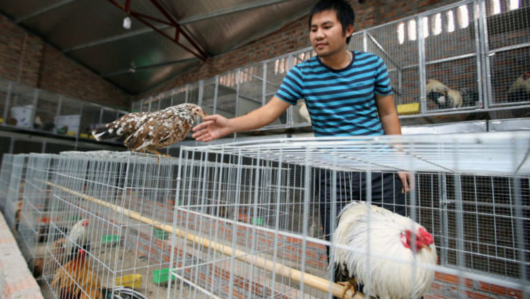 Σε συναγερμό ο Παγκόσμιος Οργανισμός Υγείας για την γρίπη των πτηνών
