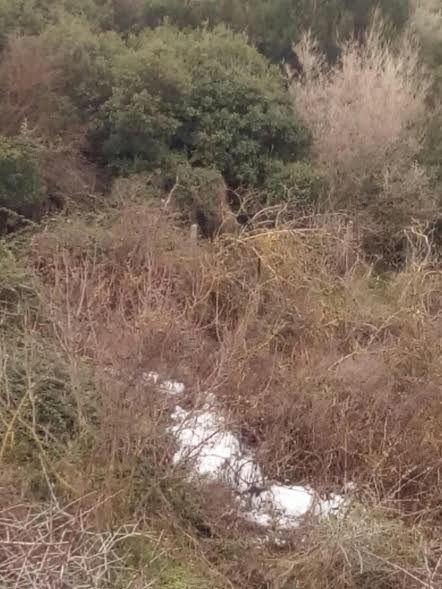 Ρύπανση του ποταμού Σεσκλιώτη καταγγέλλει ο Δήμος Βόλου