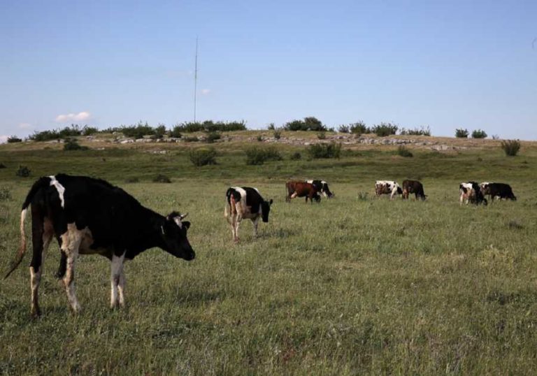 Κοζάνη: Βοοειδή θα θανατωθούν εξαιτίας μικροβίου της βρουκέλλας