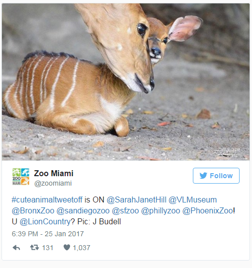 Αυτά τα νεογέννητα, έβαλαν το twitter σε έναν ιδιαίτερο διαγωνισμό!