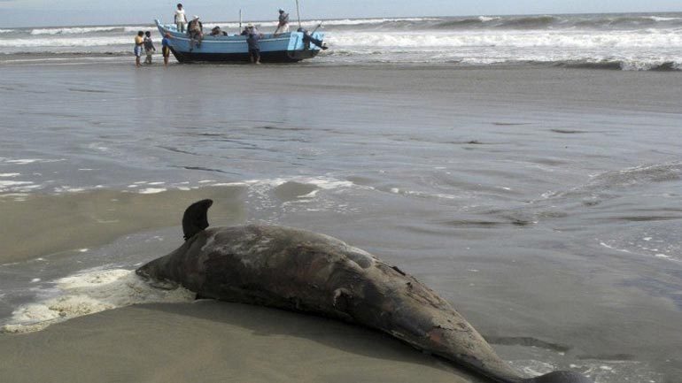 Βόλος: Νεκρά δελφίνια σε παραλίες της Σκιάθου