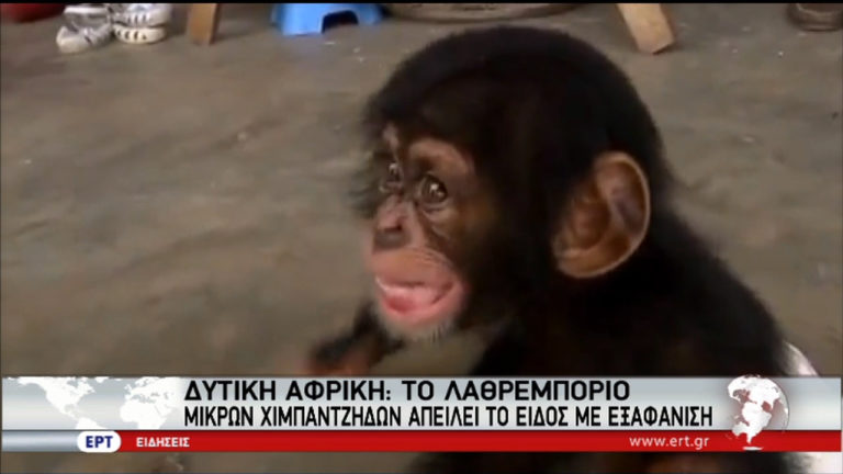 Αποκαλύψεις για το λαθρεμπόριο μωρών χιμπατζήδων από το BBC (video)