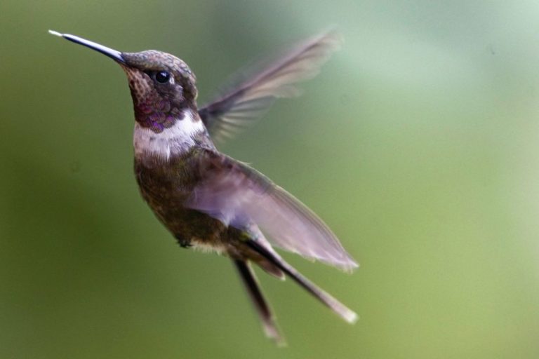 Τα ελεύθερα πουλιά μας χαρίζουν ψυχική ισορροπία