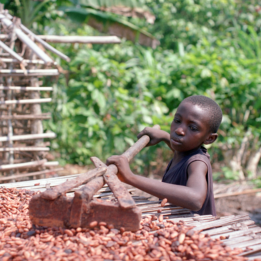 Young boy rakes cocoa beans on a drying rack.