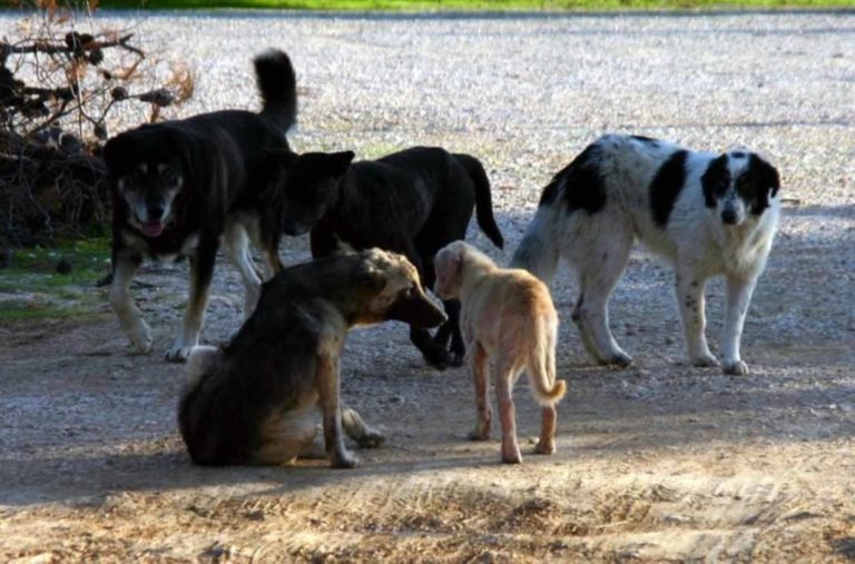 Αμύνταιο: Καταγγελία για “δολοφονία” αδέσποτων με φόλες