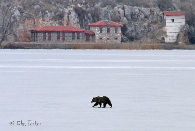 Αρκούδα στην παγωμένη λίμνη της Καστοριάς