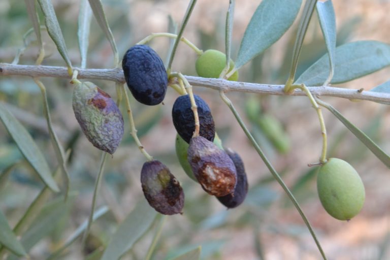 Έκτακτο Περιφερειακό Συμβούλιο για το φετινό πρόγραμμα δακοκτονίας