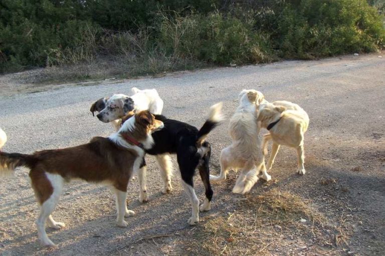 Χανιά: Πρόγραμμα στειρώσεων αδέσποτων ζώων