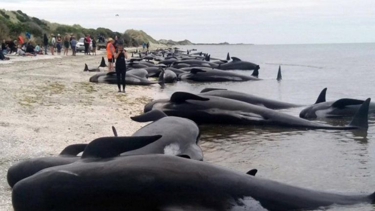 Αυστραλία: Νέο σχέδιο για την απόρριψη των 400 φαλαινών που εξόκειλαν στην Τασμανία