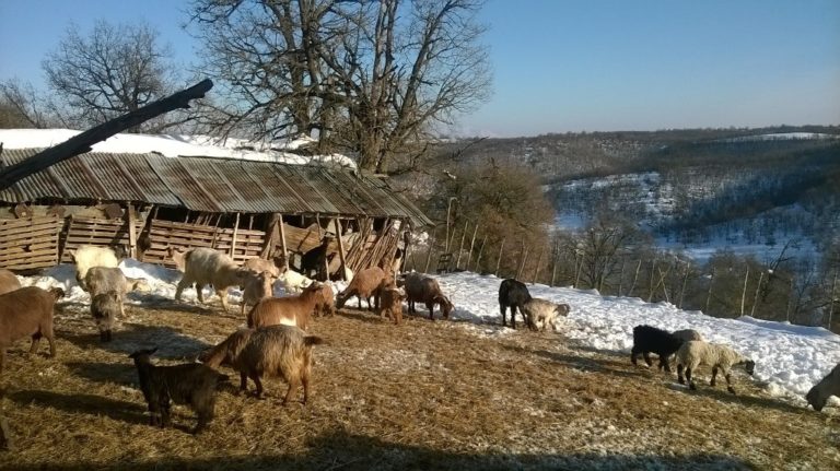 Σύσκεψη κτηνοτρόφων στον Τύρναβο